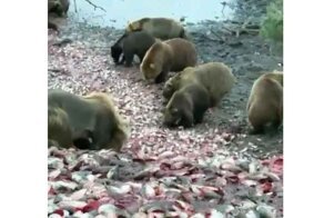 Шведский стол для косолапых по-камчатски