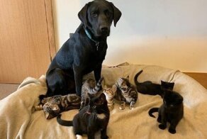 Лабрадор стала котятам второй мамой