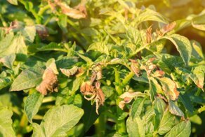 Пожелтела ботва: чем грозит пожелтение картофельных листьев летом?