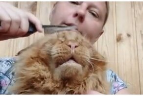 Мейн-кун, который не любит расчесываться