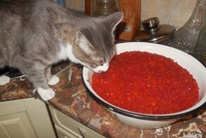 Операция под кодовым названием "Коровье г**но"!