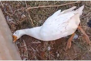 Гуси наелись забродивших ягод