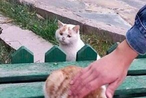 20+ смешных котеек, которые подарят добрую порцию позитива