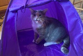 15 человек, которые без ума от своих питомцев, и это взаимно