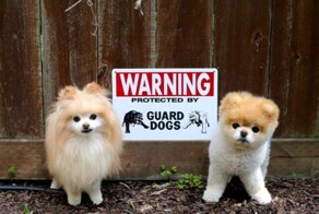 Опаснейшие звери за табличкой-Осторожно, злая собака