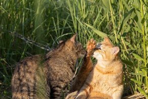 Очаровательные уличные котейки 