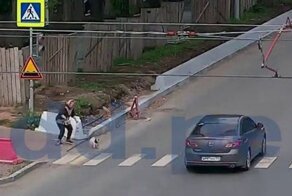 Мопс убежал от хозяйки и спровоцировал ДТП в Перми