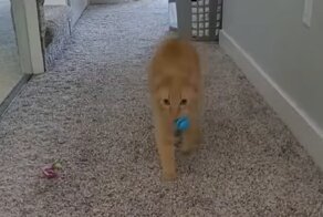 Котопес: котяра играет с мячиком, как собака