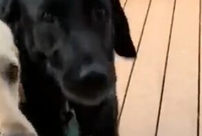 Собаки научились радоваться мелочам