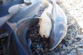 Одноглазая акула (7 фото)