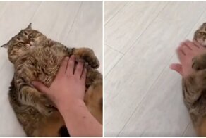 Забавная схватка с упитанным котом