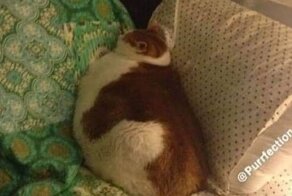 Что выросло, то выросло, а также Кто-то слишком много ест