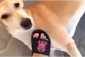 Собака атаковала провоцировавшую её девушку