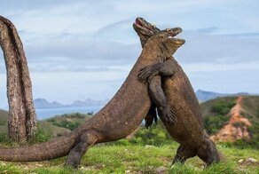 В Индонезии собираются построить "Парк Юрского периода" с комодскими варанами