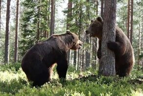 Борьба за территорию между двумя огромными бурыми медведями