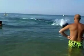 Дельфин бросил рыбу в туристку на берегу Черного моря