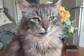 Семья из Англии нашла пропавшего кота спустя 13 лет