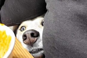 15 домашних хулиганов, которым плевать на хорошие манеры