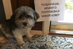 Попались: 20+ собак, которым ни капли не стыдно за свои преступления