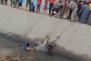 Спасенная корова напала на толпу людей в Египте