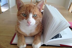 "Это не моя кошка!": коты, которые нагло и мило вторглись в дома людей