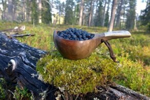 До трех лет тюрьмы: за сбор 96 килограммов черники ночью во Франции