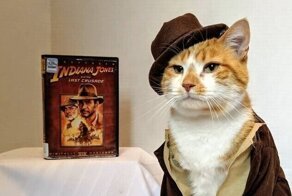 Библиотека решила привлечь к себе внимание с помощью хвостатого сотрудника