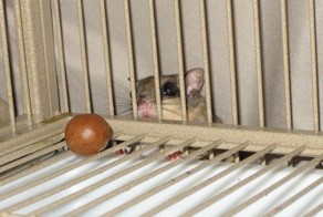 Недоступный лакомый орешек (3 фото)