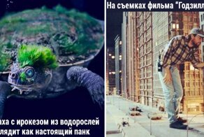 35 случайных фото разной степени крутости