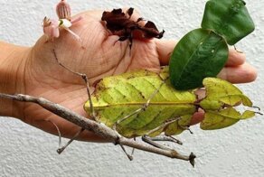 15 раз, когда природа решила пошутить