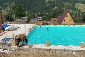 В Карпатах корова устала от жары и прыгнула в бассейн, где купались дети