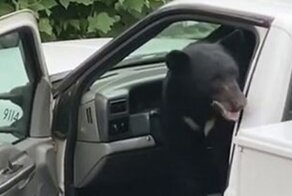 Голодный медведь забрался в несколько автомобилей в поисках перекуса