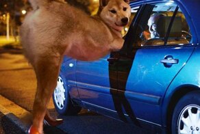 Смешные работы победителей битв фотошоперов