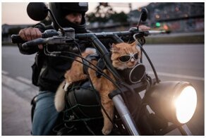 27 животных, у которых жизнь интереснее, чем твоя