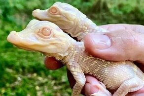 В США родились "инопланетные" аллигаторы-альбиносы