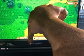 15 обманчивых снимков, которые заставят приглядеться повнимательней