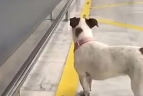 Он вернулся! Радостные собаки встречают хозяина в аэропорту