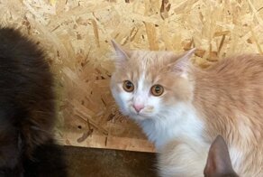Кот, которого бросила хозяйка в аэропорту