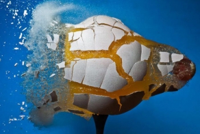 Высокоскоростные фотографии (20 фото)