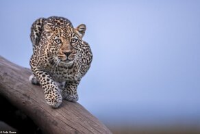 Фотограф застрял в Кении из-за пандемии, и делает удивительные фото животных