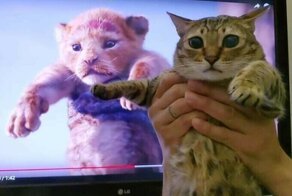 Просто чудики: 20+ фото котеек, которые вас рассмешат