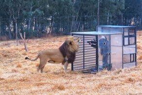 Заповедник в ЮАР сажает туристов в "клетку"
