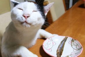 18 фотографий котиков и рыбов, глядя на которые так и хочется сказать «красивое»