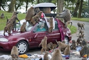 Животные захватили людей (19 фото)