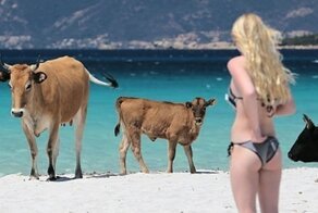 Пляжи Корсики оккупировали агрессивные бродячие коровы