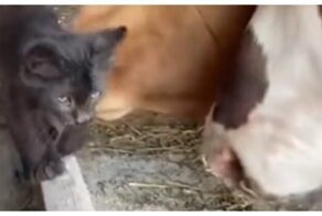 Когда привык гнуть свою линию