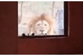 Когда забыл покормить котика в Африке