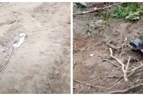 В Хабаровском крае тигр утащил в лес рабочего
