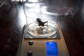 Бойцовские сверчки из Китая (22 фото)