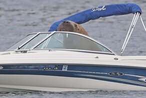 Морж Уолли путешествует по европейскому побережью и "угоняет" лодки